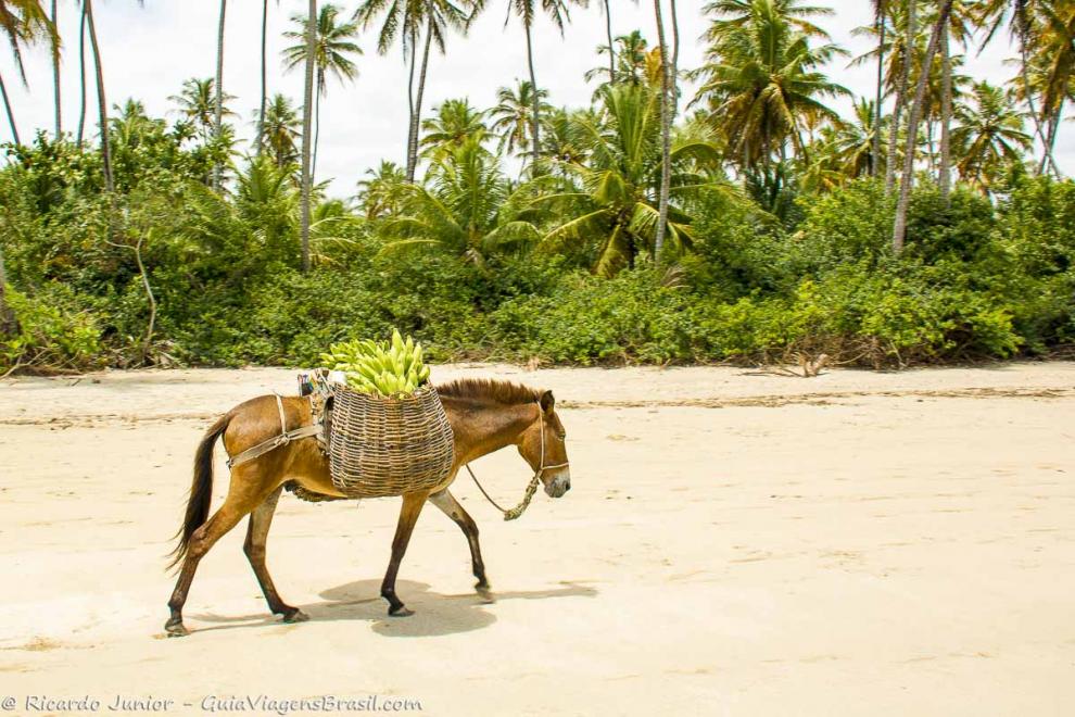 Imagem de um jegue andando nas areias da Praia de Bainema.